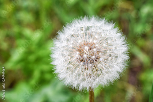 Fluffy round white dandelion flower with blurred background