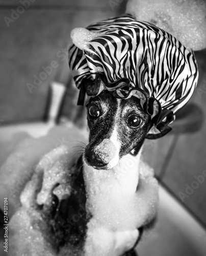 Fototapeta black and white image of italian greyhound dog in bubble bath with shower cap