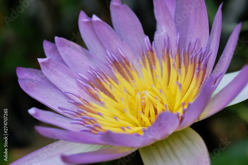 close up of lotus pollen blooming in pool