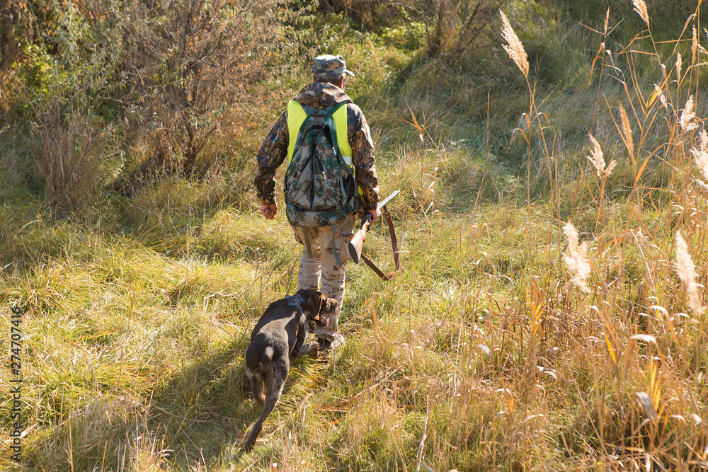 Hunter with a german drathaar and spaniel, pigeon hunting with dogs in reflective vests Hunter with a german drathaar and spaniel, pigeon hunting with dogs in reflective vests