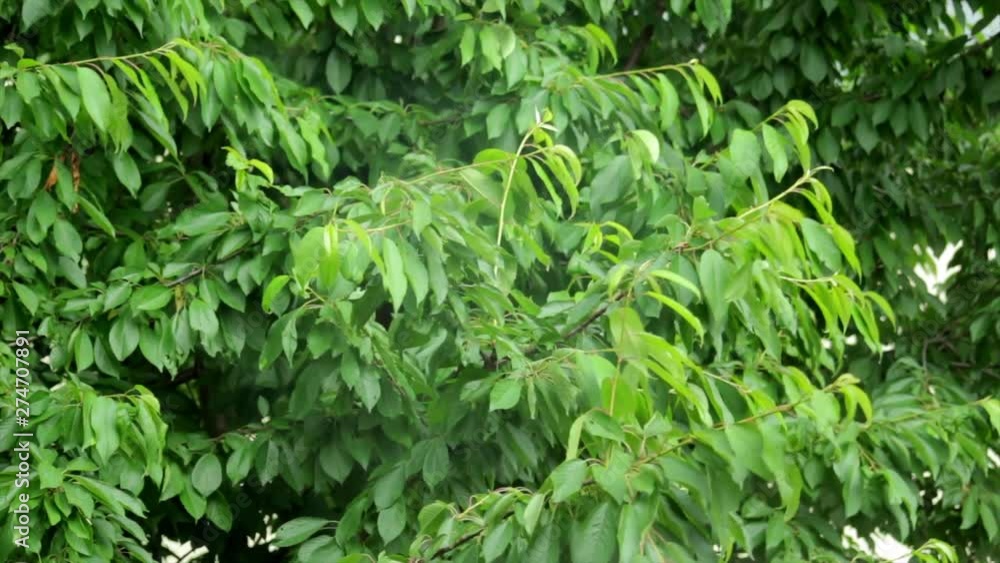 Cherry Tree Branches Without Fruits With A Leafs On The Wind On A Rainy Day Before The Storm With Heavy Thunders Cherry Tree Branches Without Fruits With A Leafs On The Wind On A Rainy Day Before The Storm With Heavy Thunders