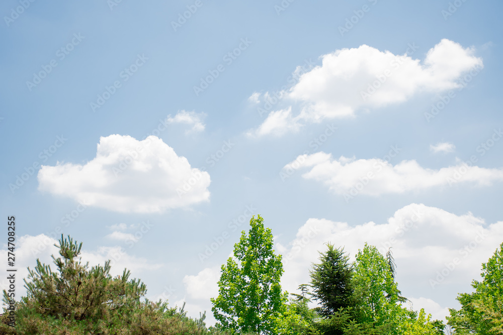 green tree and blue sky green tree and blue sky