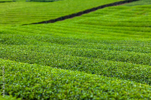 茶　新緑　綾鷹　名種　原産　有名　抹茶　緑茶　烏龍茶