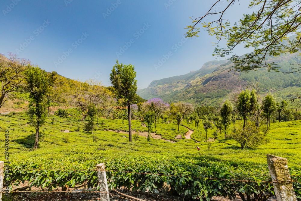 Tea garden Munnar (India)
