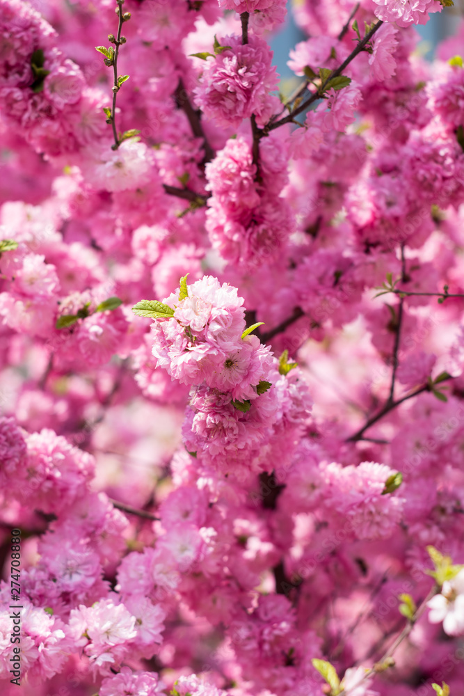 Pink cherry blossom. Pink flowers on tree.