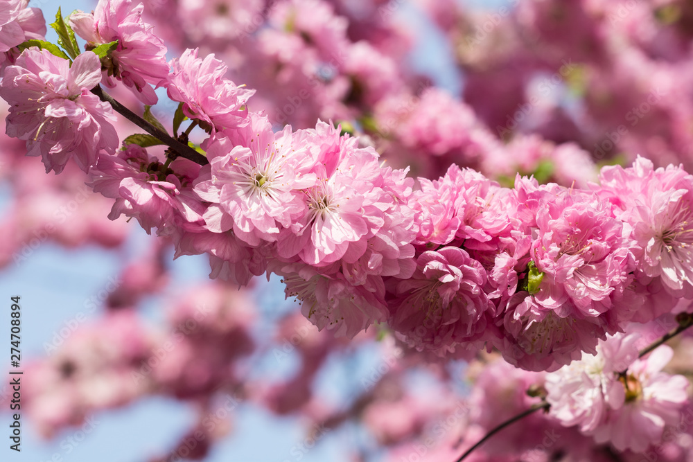 Pink cherry blossom. Pink flowers on tree. Pink cherry blossom. Pink flowers on tree.