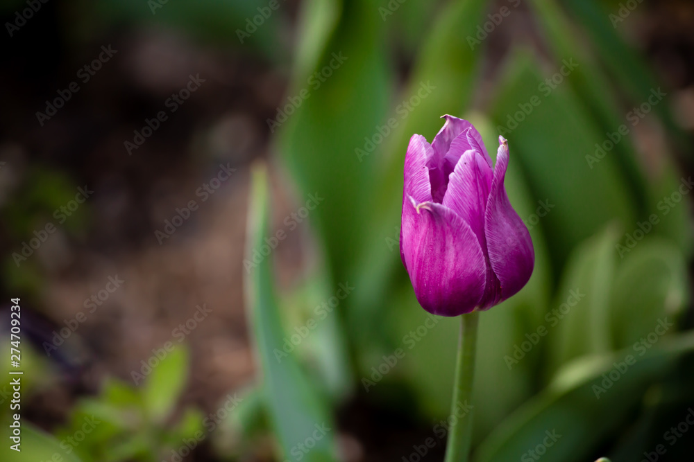 tulip in the garden