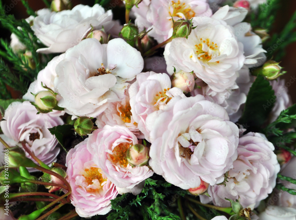 Fototapeta premium Many Pile of pink beauty roses blossoms