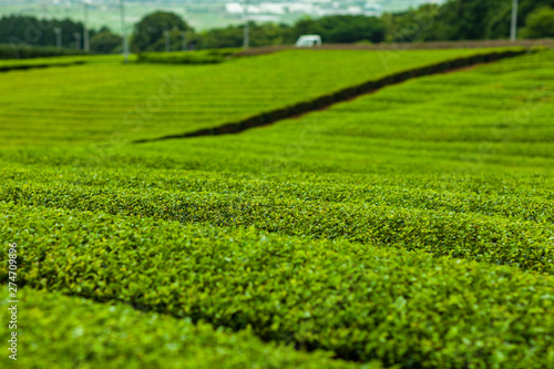 茶 新緑 綾鷹 名種 原産 有名 抹茶 緑茶 烏龍茶