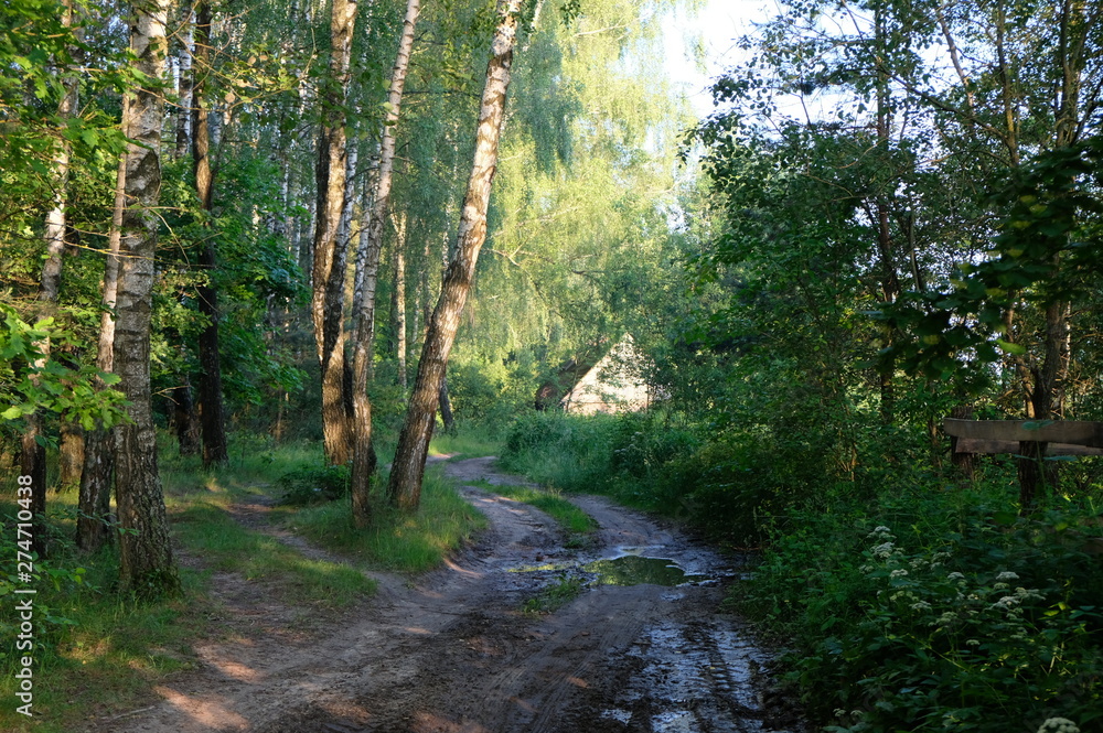 Fototapeta premium Nature in the summer outside the city. Forest, lake, fields.