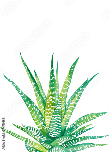 watercolor cactus poster. Raster illustration. illustration for greeting cards  invitations  and other printing projects. on white background.High resolution.Clipping path included.