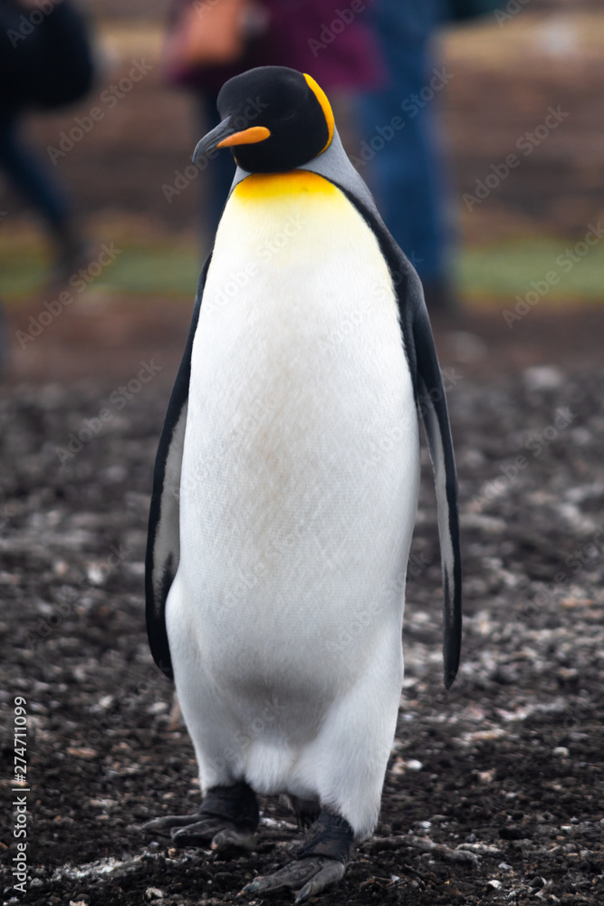 Obraz premium King Penguin, Falkland Island, South America