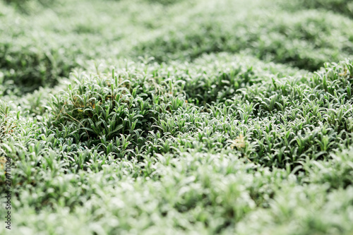 Fresh green grass close-up, green grass carpet © Дарья Фомина