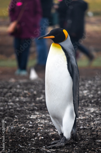 King Penguin  Falkland Island  South America