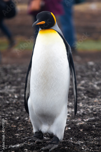 King Penguin, Falkland Island, South America