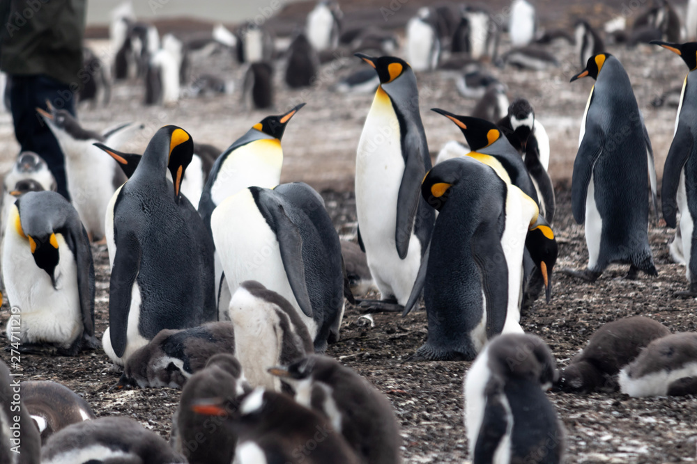 Fototapeta premium group of King Penguins in the falkland islands