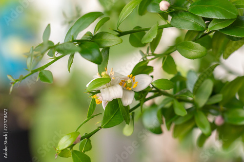 Beautiful scenery, a Blooming sprig of citrus plant Microcitrus Australasica, finger or caviar lime, with small white and pink flowers, green leaves and thorns. Indoor citrus tree growing. Close-up