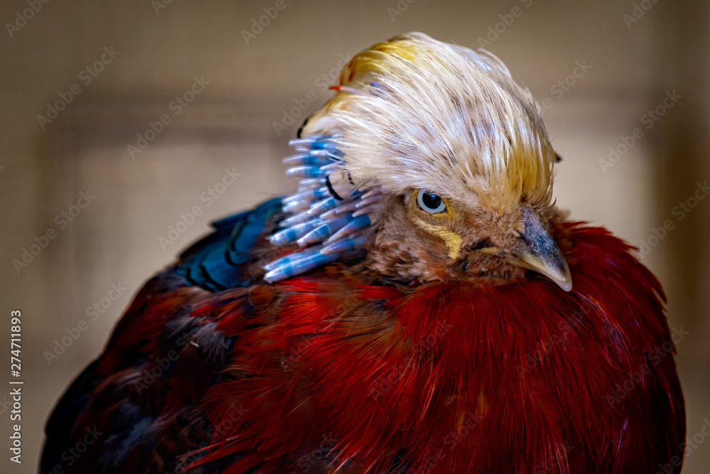 Portrait of multicloured cockerel