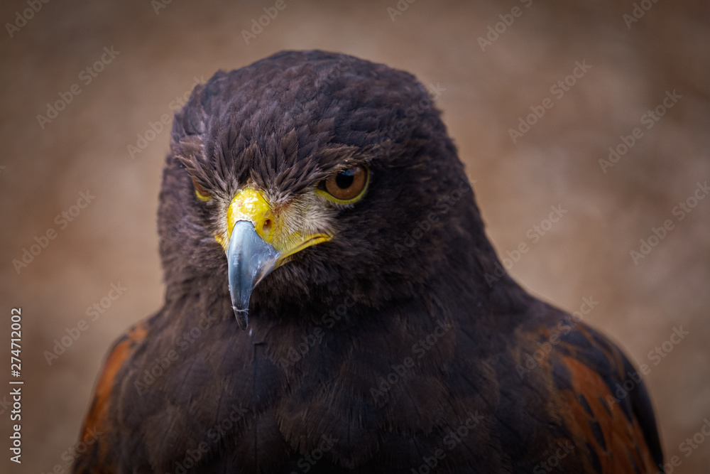 Portrait of Harris Hawk Portrait of Harris Hawk