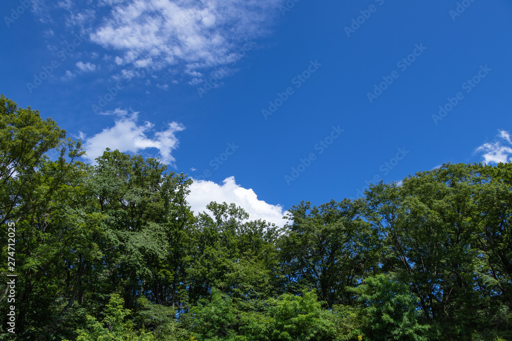 緑の森に青空と白い雲 緑の森に青空と白い雲