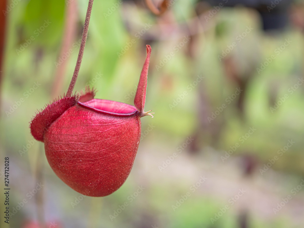 Image showcasing Poster Nepenthes ,Tropical pitcher plants and monkey cups,Soft focus ...