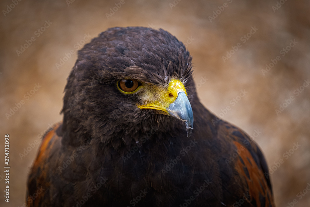 Portrait of Harris Hawk Portrait of Harris Hawk