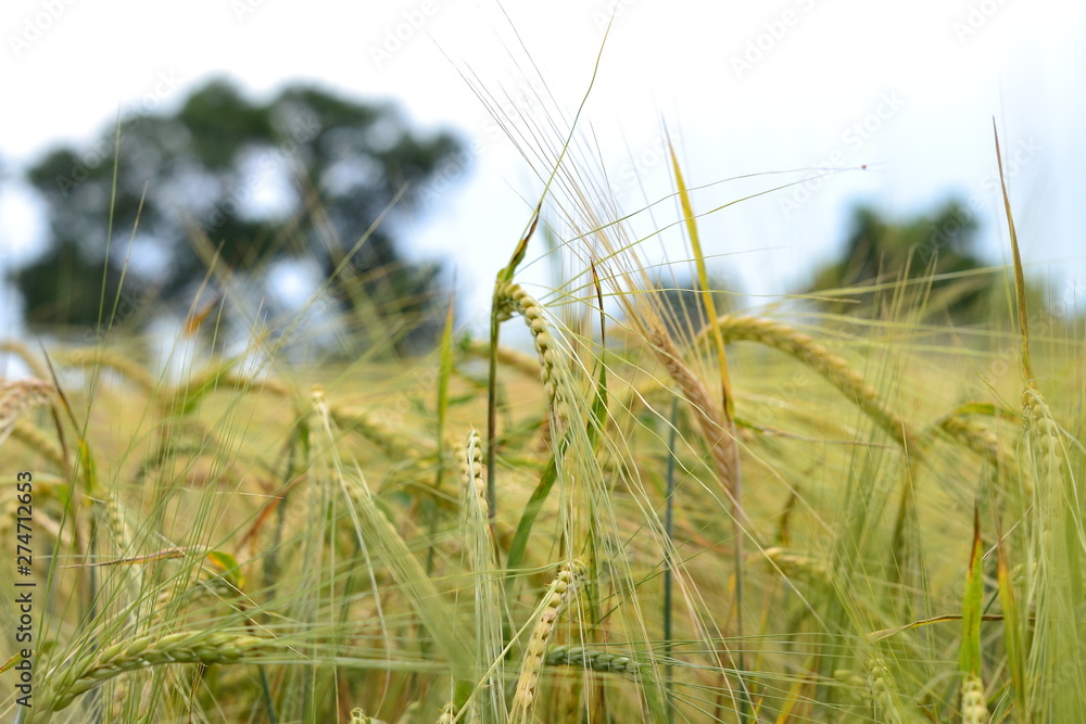 Fototapeta premium Photo of barley ears closeup