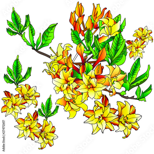 Rhododendron is a pink tree. His lush clusters of inflorescences fascinate!