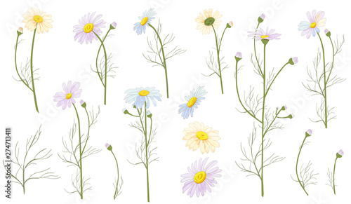 Set of Chamomile (Daisy), white flowers, buds, green leaves, stems. Realistic botanical sketch on white background for design, hand draw illustration in vintage style, vector
