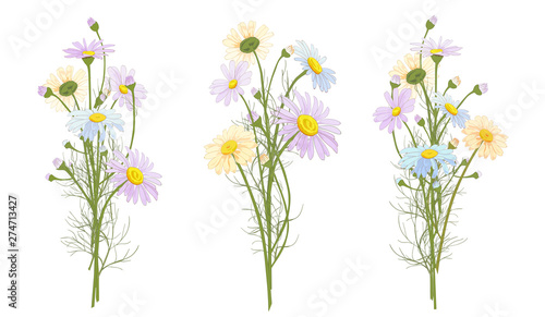Set of Chamomile (Daisy) bouquets, white flowers, buds, green leaves, stems. Realistic botanical sketch on white background for design, hand draw illustration in vintage style, vector