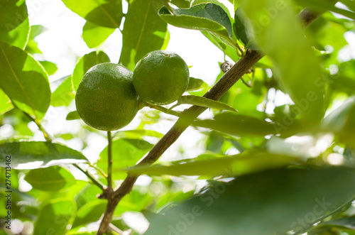 Green lime balls are growing in the morning garden.