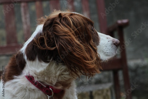 Obraz na płótnie English Springer Spaniel