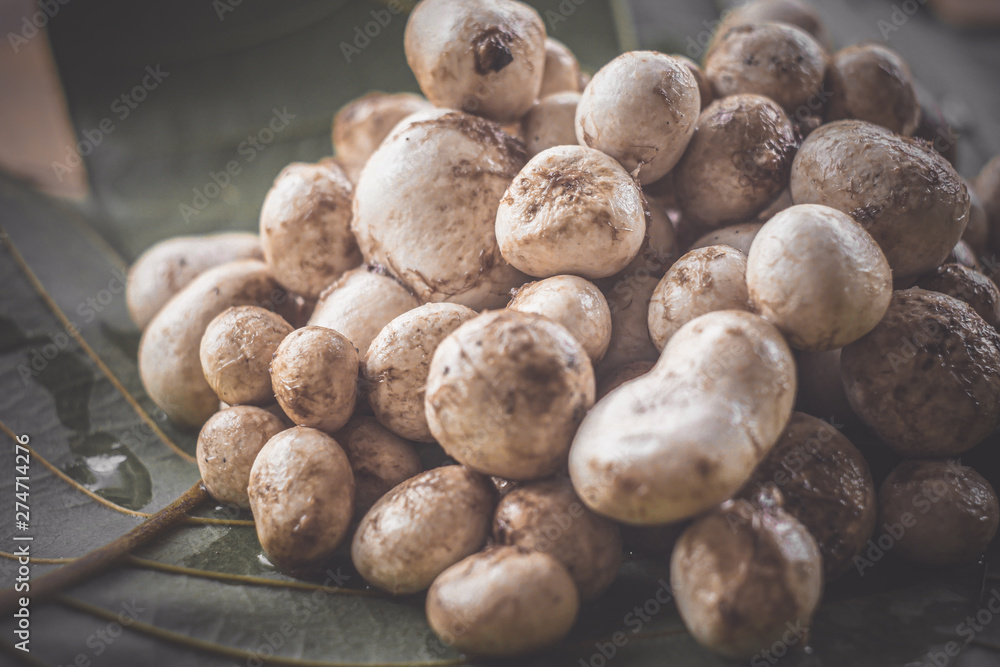 Barometer Earthstars mushroom. ( Astraeus hygrometricus ) Barometer Earthstars mushroom. ( Astraeus hygrometricus )