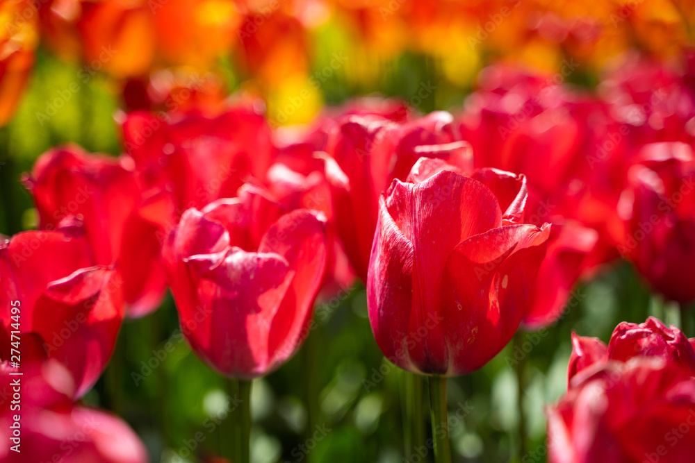 Fototapeta premium Tulip field in Netherlands. Red bright tulips bloom