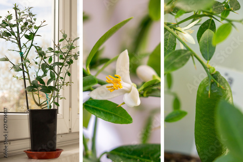 Illustration of the growing citrus plants in greenhouses. Faustrimedin flowering, green finger lime fruits ripening and young plant on the window sill. Indoor citrus tree growing. Selective focus photo