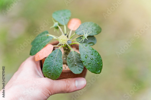 Man hand holding of The Dorstenia cactus and succulent plant in clay pot for decorate garden.