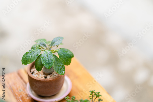 Close-up of The Dorstenia variegated cactus and succulent plant in clay pot for decorate garden.