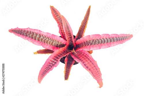 Slika na platnu Bromeliads Cryptanthus plant on white.