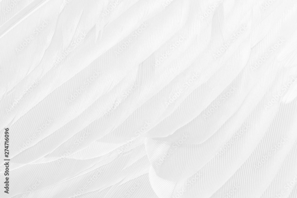 Obraz premium Beautiful white feather pattern texture background