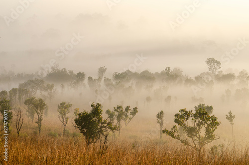 Morning sky in the national park forest with blurred pattern background