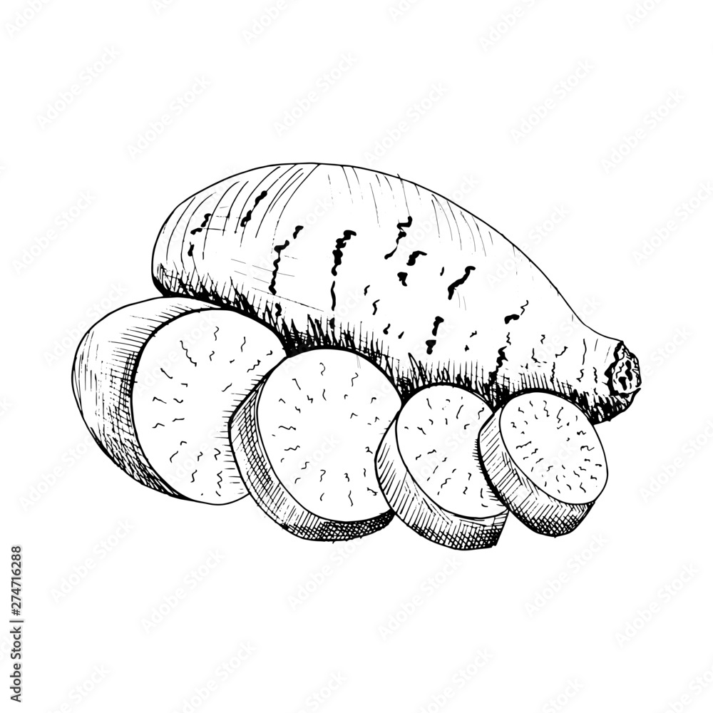 Hand drawn of sweet potato on white background Root and tuberous  vegetables illustration hand drawn sketch of whole sweet  CanStock