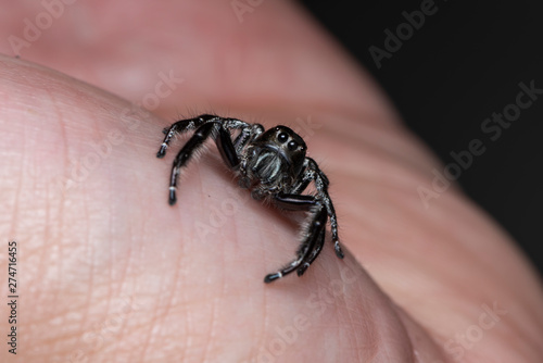 Black jumping spider on a human hand. A exotic invertebrate species on a close up horizontal picture. 