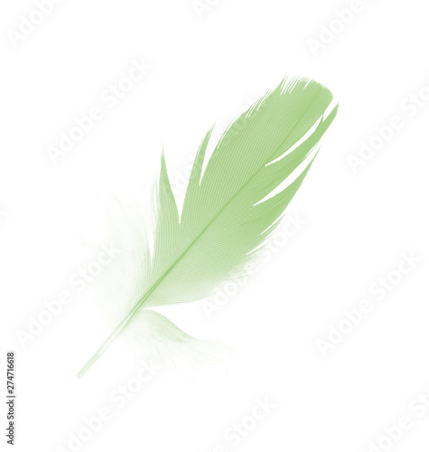 Beautiful feather color light green isolated on white background 