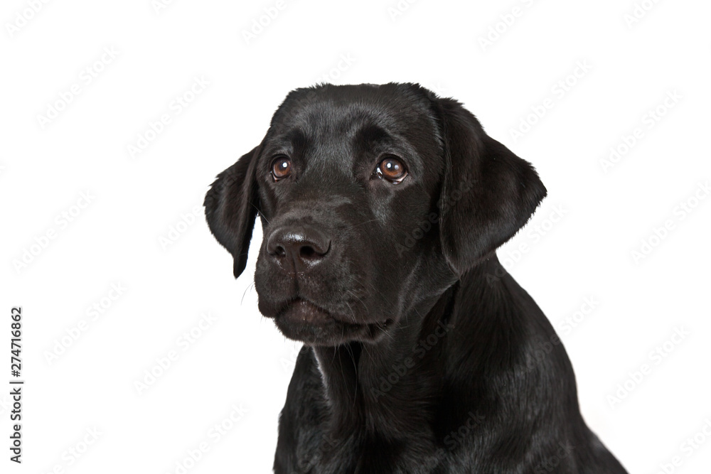 Dog breed black labrador puppy portrait on white background