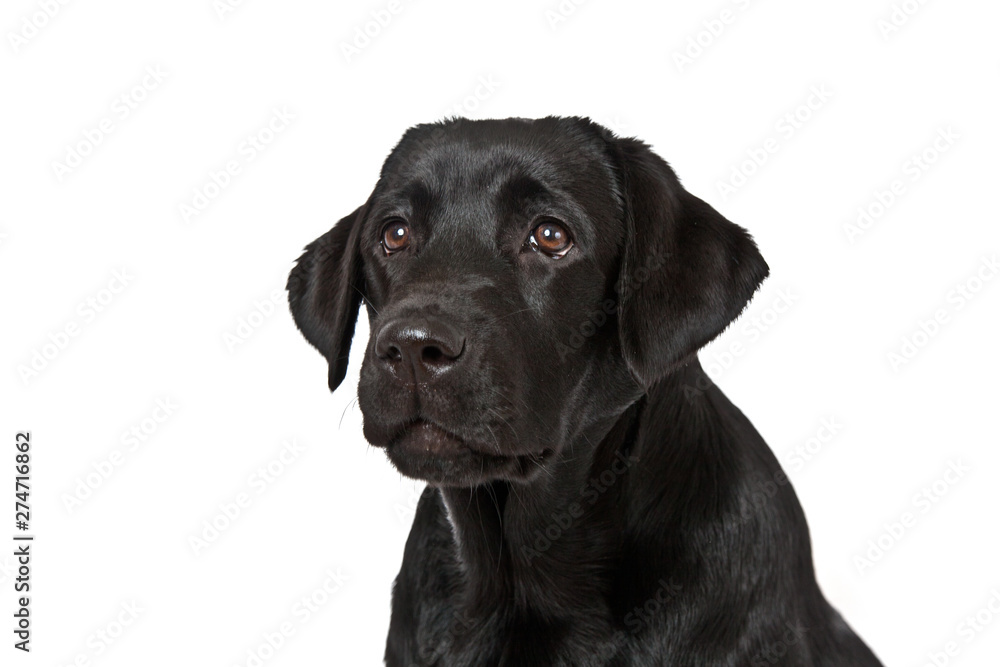 Dog breed black labrador puppy portrait on white background Dog breed black labrador puppy portrait on white background