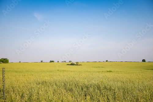 Beautiful view of a oat field in spring. Murgia plateau, Apulia region, Italy