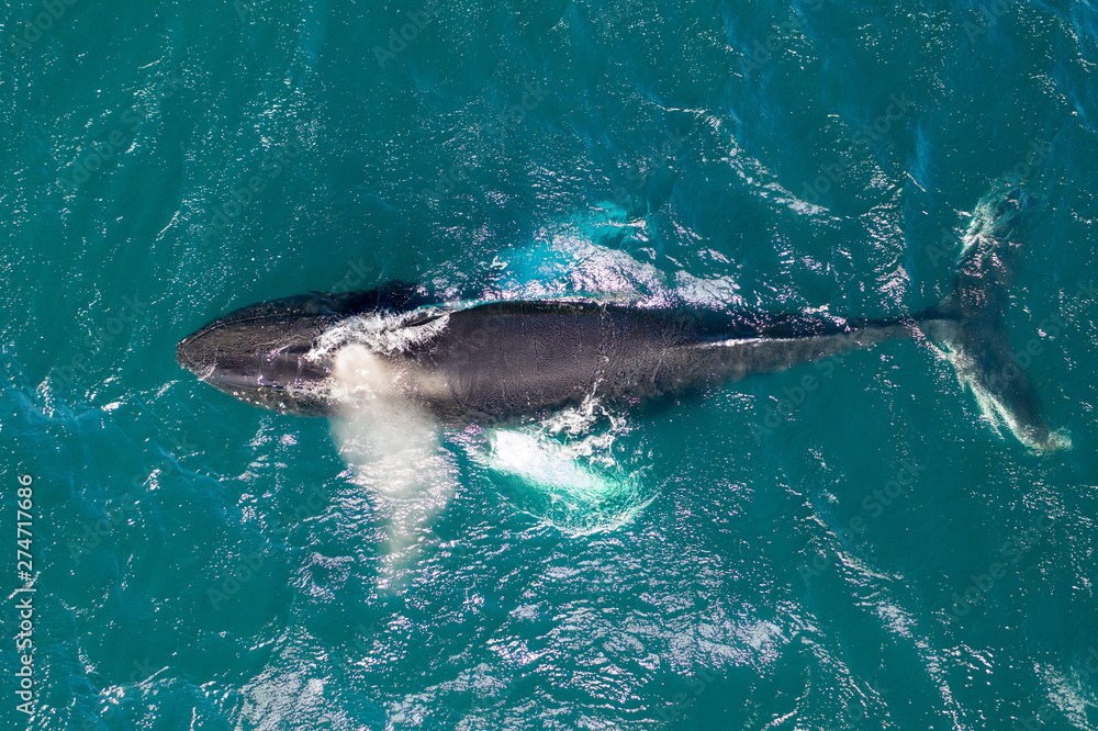 Fototapeta premium Whalewatching