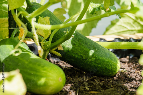 two cucumbers growing in the shadow under the plant