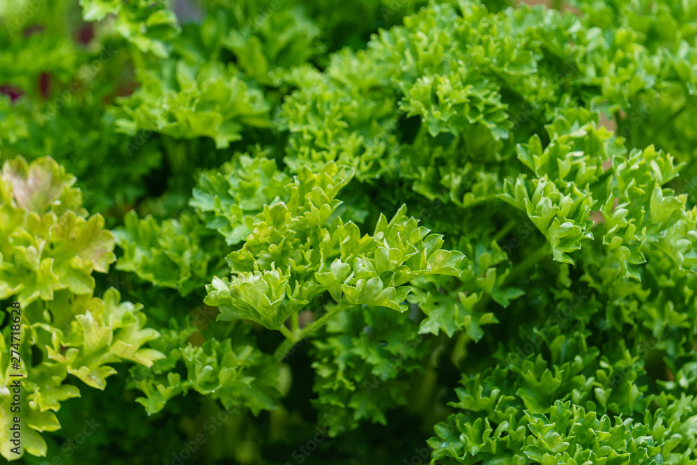 closeup of parsley foliage - classical healthy herb for seasoning or garnishing many dishes closeup of parsley foliage - classical healthy herb for seasoning or garnishing many dishes