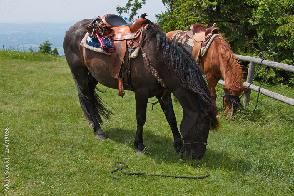 Obraz premium Saddled horse on the summit of Radhost in Beskydy in Czech republic